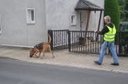 Bloodhound trailt in der Stadt